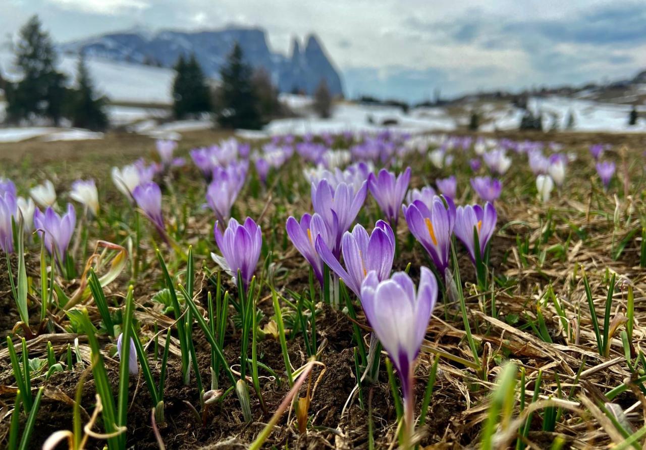 Апартаменты Cesa Vedla - Quite And Cozy Alpine Escape Ортизеи Экстерьер фото